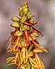 Orchis anthropophora